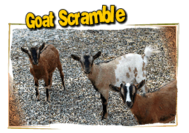goat scramble